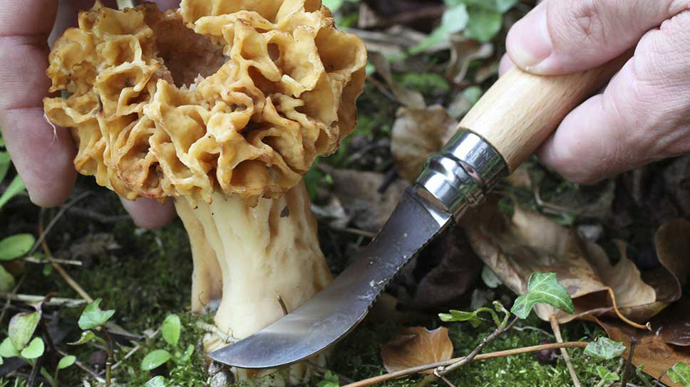 Opinel N°08 Grzybiarz - składany nóż do zbierania grzybów